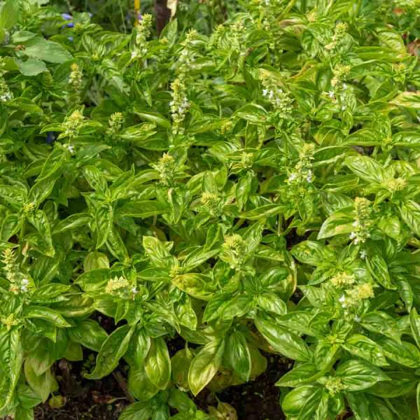 Aromatiques - Basilic Loki - Graines d'Exception - face recto